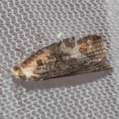 Cryptoptila (genus) (A Totricid moth (Tortricini)) at Higgins, ACT - 4 Nov 2024 by AlisonMilton