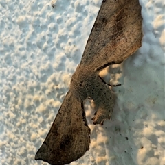 Circopetes obtusata (Grey Twisted Moth) at Watson, ACT - 5 Nov 2024 by AniseStar