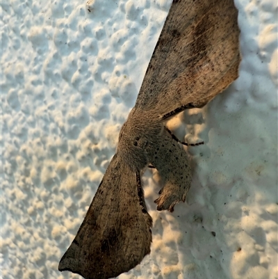 Circopetes obtusata (Grey Twisted Moth) at Watson, ACT - 5 Nov 2024 by AniseStar