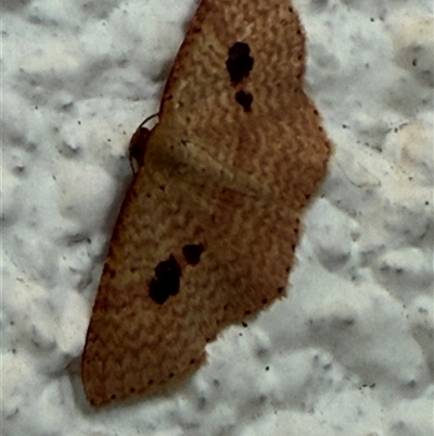 Epicyme rubropunctaria (Red-spotted Delicate) at Watson, ACT - 5 Nov 2024 by AniseStar