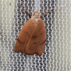 Tortricopsis uncinella (A concealer moth) at Higgins, ACT - 3 Nov 2024 by AlisonMilton