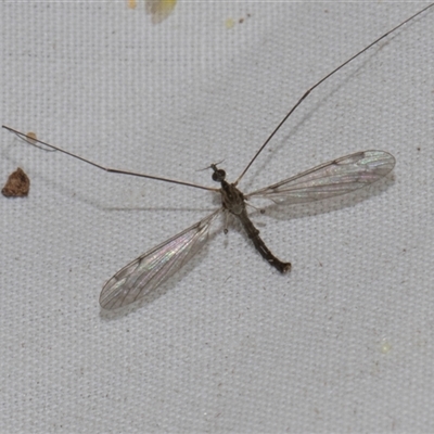 Limoniidae (family) (Unknown Limoniid Crane Fly) at Higgins, ACT - 3 Nov 2024 by AlisonMilton