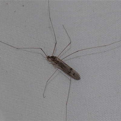 Limoniidae (family) (Unknown Limoniid Crane Fly) at Higgins, ACT - 3 Nov 2024 by AlisonMilton