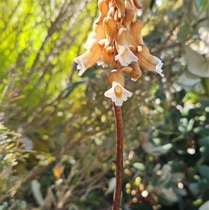 Gastrodia sesamoides at Conder, ACT - suppressed