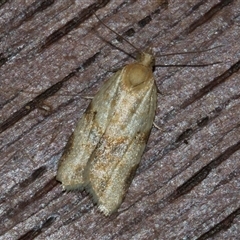 Epiphyas postvittana (Light Brown Apple Moth) at Higgins, ACT - 3 Nov 2024 by AlisonMilton