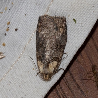 Cryptoptila australana (Elderberry Leaf Roller Moth) at Higgins, ACT - 3 Nov 2024 by AlisonMilton