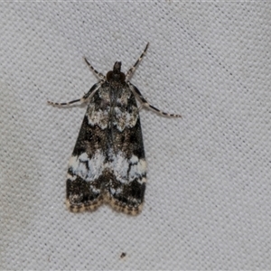 Eudonia protorthra at Higgins, ACT - 4 Nov 2024