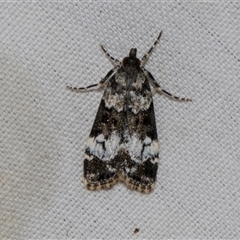 Eudonia protorthra at Higgins, ACT - 4 Nov 2024 08:21 AM