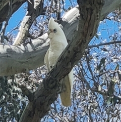 Cacatua sanguinea (Little Corella) at Gunning, NSW - 5 Nov 2024 by clarehoneydove