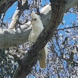 Cacatua sanguinea at Gunning, NSW - 5 Nov 2024