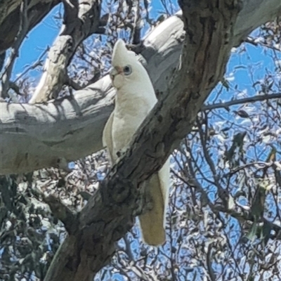 Cacatua sanguinea (Little Corella) at Gunning, NSW - 5 Nov 2024 by clarehoneydove