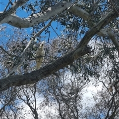 Cacatua sanguinea at Gunning, NSW - 5 Nov 2024