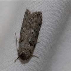 Philobota philostaura (A Concealer moth (Philobota group) at Higgins, ACT - 4 Nov 2024 by AlisonMilton