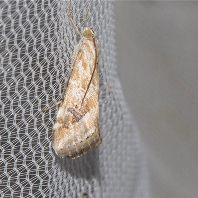 Hellula hydralis (Cabbage Centre Moth) at Higgins, ACT - 4 Nov 2024 by AlisonMilton