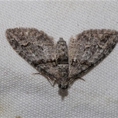 Phrissogonus laticostata (Apple looper moth) at Higgins, ACT - 3 Nov 2024 by AlisonMilton