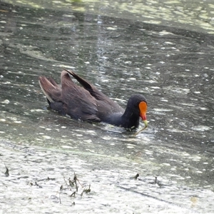 Gallinula tenebrosa at Fyshwick, ACT - 5 Nov 2024