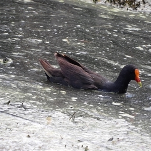 Gallinula tenebrosa at Fyshwick, ACT - 5 Nov 2024