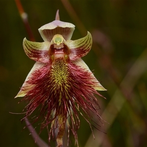 Calochilus paludosus at Oallen, NSW - suppressed