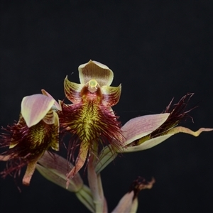 Calochilus paludosus at Oallen, NSW - suppressed