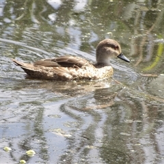 Anas gracilis at Fyshwick, ACT - 5 Nov 2024 03:24 PM