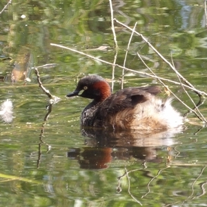 Tachybaptus novaehollandiae at Fyshwick, ACT - 6 Nov 2024