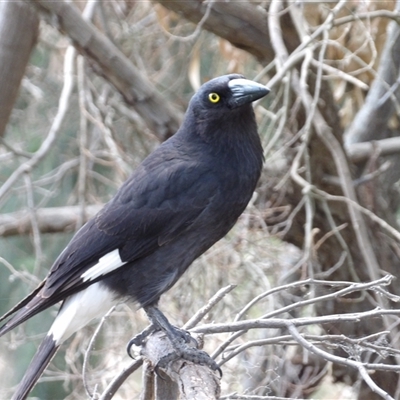 Strepera graculina (Pied Currawong) at Fyshwick, ACT - 5 Nov 2024 by MatthewFrawley