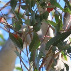 Eucalyptus viminalis subsp. viminalis (Manna Gum) at Wollogorang, NSW - 5 Nov 2024 by lbradley