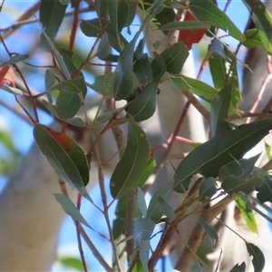 Eucalyptus viminalis subsp. viminalis at Wollogorang, NSW - 5 Nov 2024