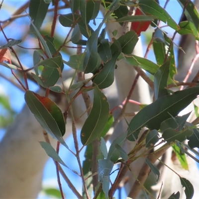 Eucalyptus viminalis subsp. viminalis (Manna Gum) at Wollogorang, NSW - 5 Nov 2024 by lbradley