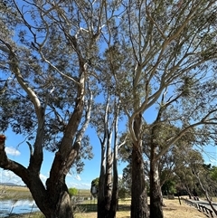 Eucalyptus viminalis subsp. viminalis at Wollogorang, NSW - 5 Nov 2024 02:37 PM