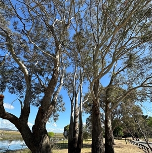 Eucalyptus viminalis subsp. viminalis at Wollogorang, NSW - 5 Nov 2024