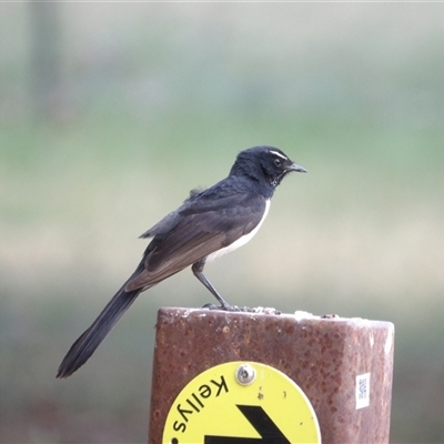 Rhipidura leucophrys (Willie Wagtail) at Fyshwick, ACT - 6 Nov 2024 by MatthewFrawley