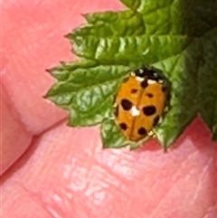 Hippodamia variegata (Spotted Amber Ladybird) at Wollogorang, NSW - 5 Nov 2024 by lbradley