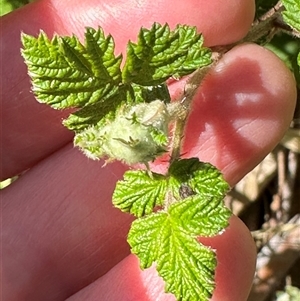 Rubus parvifolius at Wollogorang, NSW - 5 Nov 2024 03:32 PM