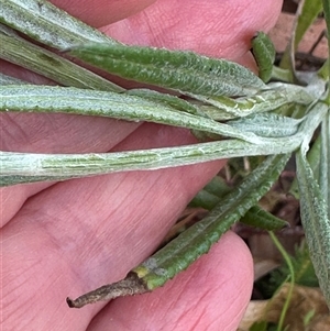 Senecio campylocarpus at Wollogorang, NSW - 6 Nov 2024