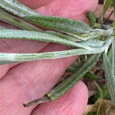 Senecio campylocarpus (Swamp Cotton Fireweed) at Wollogorang, NSW - 6 Nov 2024 by lbradley