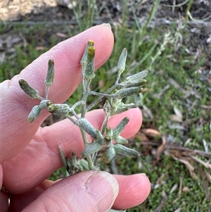 Senecio campylocarpus at Wollogorang, NSW - 6 Nov 2024