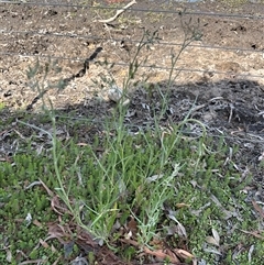 Senecio campylocarpus at Wollogorang, NSW - 6 Nov 2024