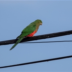 Alisterus scapularis (Australian King-Parrot) at Higgins, ACT - 7 Sep 2024 by AlisonMilton