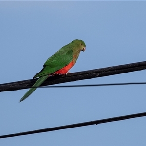 Alisterus scapularis at Higgins, ACT - 8 Sep 2024