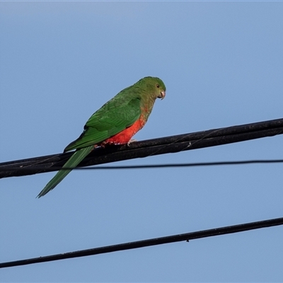 Alisterus scapularis (Australian King-Parrot) at Higgins, ACT - 8 Sep 2024 by AlisonMilton