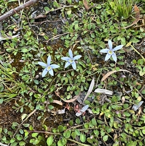 Isotoma fluviatilis subsp. australis at Wollogorang, NSW - 5 Nov 2024 03:17 PM