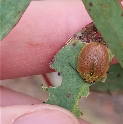 Paropsis porosa (A eucalyptus leaf beetle) at Bungendore, NSW - 4 Nov 2024 by clarehoneydove