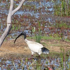 Threskiornis molucca (Australian White Ibis) at Wollogorang, NSW - 5 Nov 2024 by lbradley