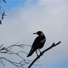 Gymnorhina tibicen (Australian Magpie) at Wollogorang, NSW - 5 Nov 2024 by lbradley