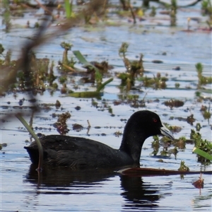 Fulica atra at Wollogorang, NSW - 5 Nov 2024