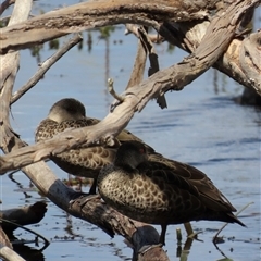 Anas gracilis (Grey Teal) at Wollogorang, NSW - 5 Nov 2024 by lbradley