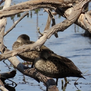 Anas gracilis at Wollogorang, NSW - 5 Nov 2024