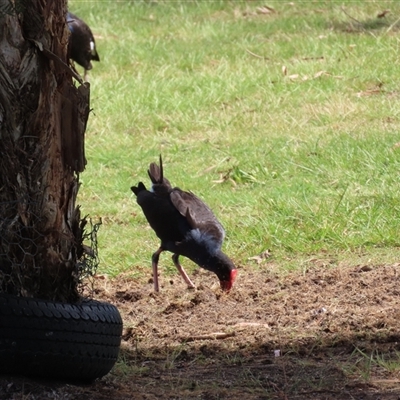 Porphyrio melanotus (Australasian Swamphen) at Wollogorang, NSW - 6 Nov 2024 by lbradley