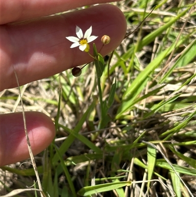 Sisyrinchium micranthum (Blue Pigroot) at Yarralumla, ACT - 5 Nov 2024 by lbradley